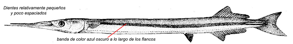 Belone svetovidovi_01.jpg
